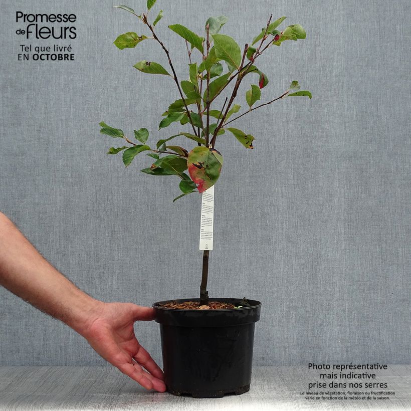 Example of Amelanchier laevis Ballerina - Kahle Felsenbirne Topf mit 3L/4L as you get in automne