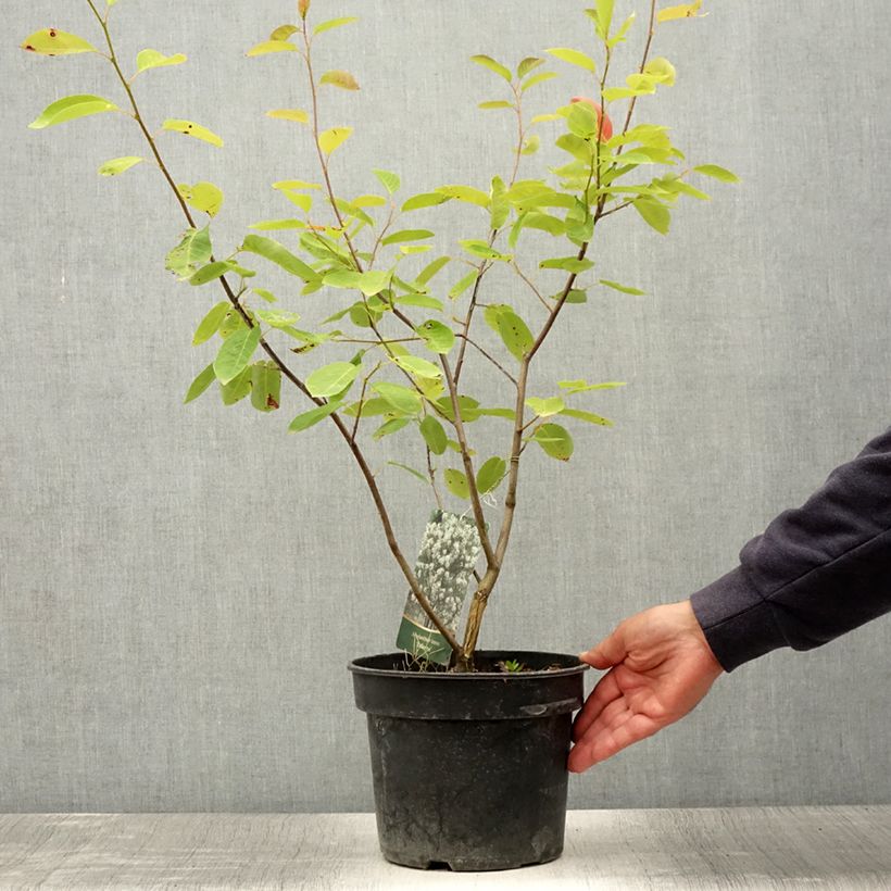 Exemplar von Amelanchier laevis Ballerina - Kahle Felsenbirne Topf mit 7,5L/10L wie im Sommer geliefert