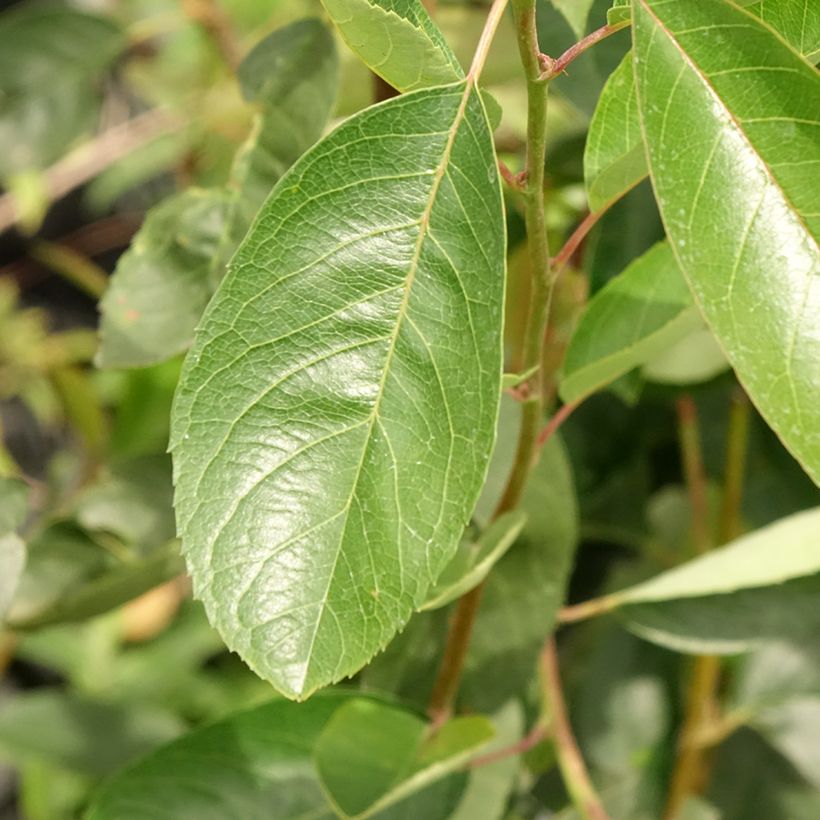 Amelanchier laevis Ballerina - Kahle Felsenbirne (Foliage)