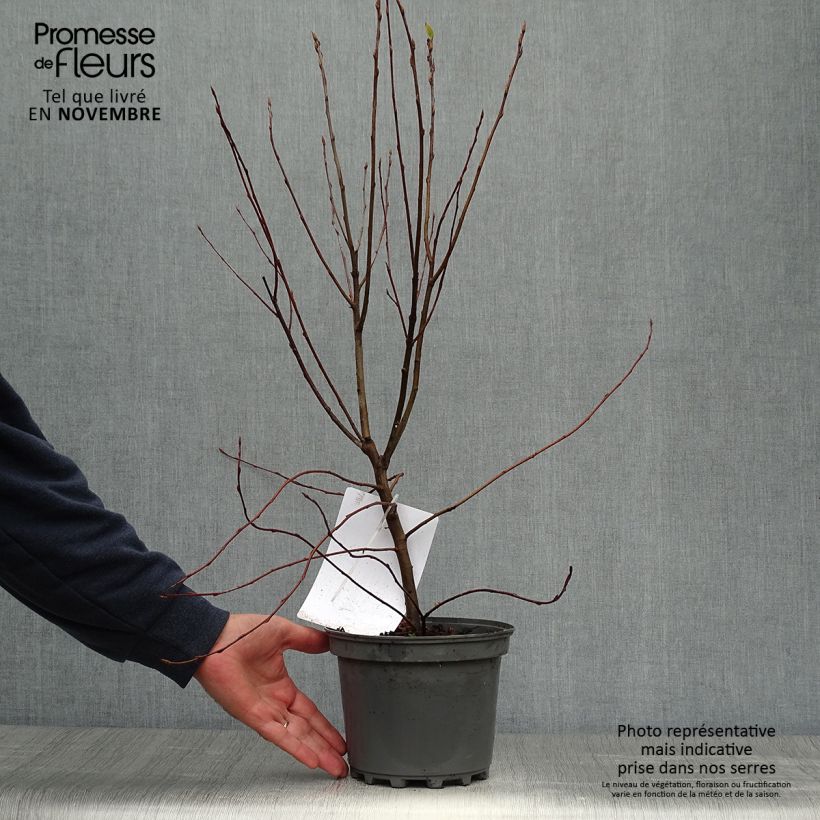Example of Amelanchier canadensis - Kanadische Felsenbirne Topf mit 2L/3L as you get in automne