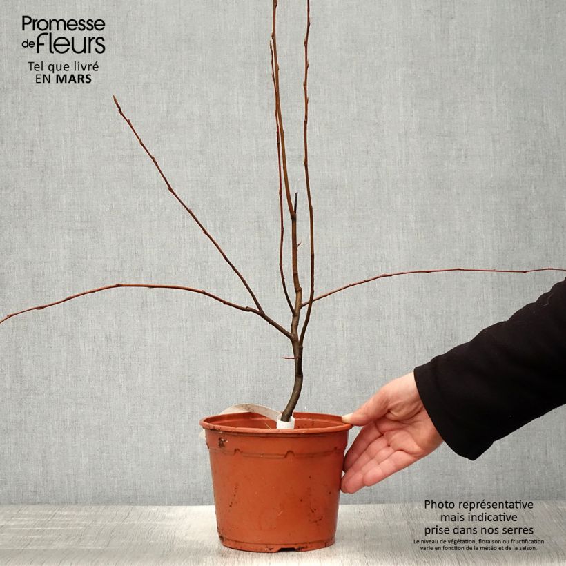 Exemplar von Amelanchier canadensis - Kanadische Felsenbirne Topf mit 2L/3L wie im Frühjahr geliefert