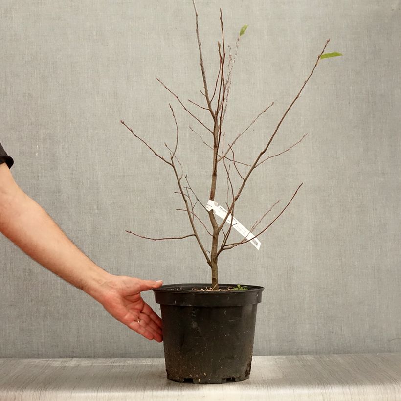 Example of Amelanchier canadensis - Kanadische Felsenbirne Topf mit 7,5L/10L as you get in automne