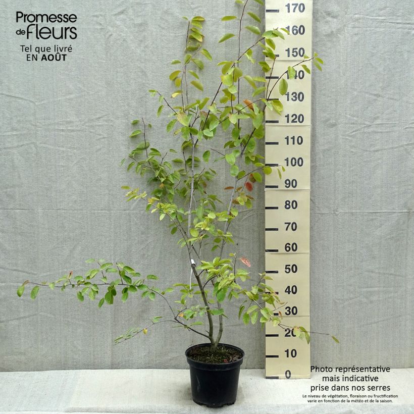 Exemplar von Amelanchier canadensis - Kanadische Felsenbirne Topf mit 7,5L/10L wie im Sommer geliefert