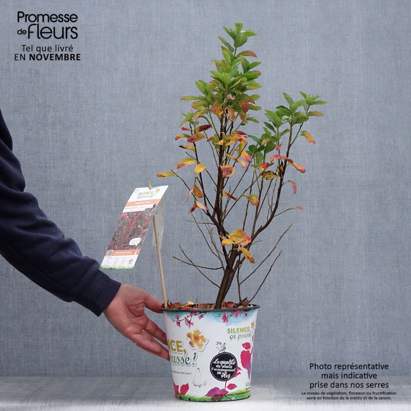 Example of Amelanchier canadensis October Flame - Kanadische Felsenbirne Topf mit 4L/5L as you get in automne