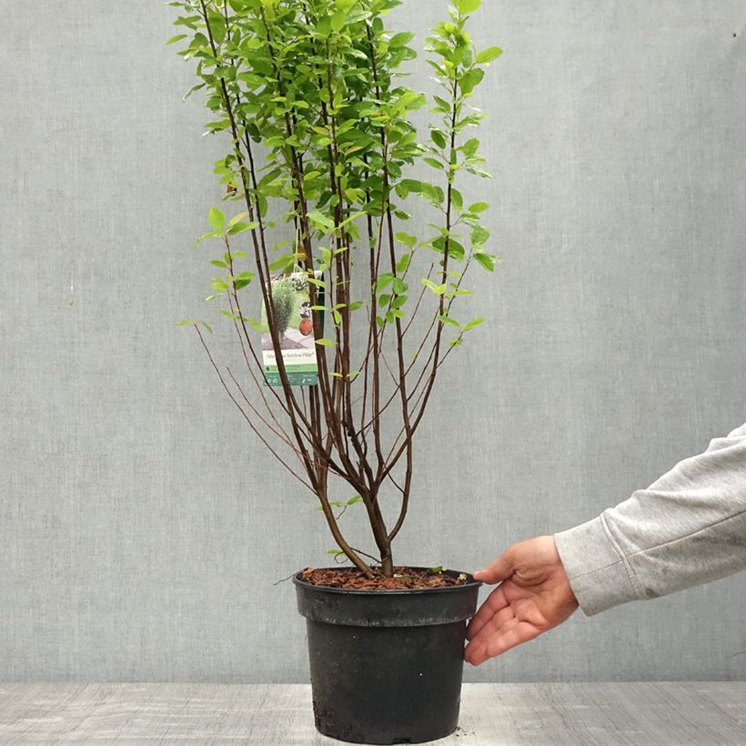 Exemplar von Amelanchier canadensis Rainbow Pillar - Kanadische Felsenbirne Topf mit 4L/5L wie im Frühjahr geliefert