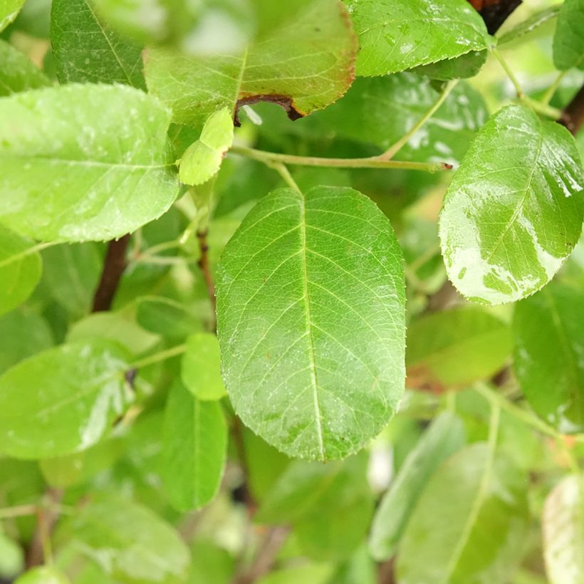 Amelanchier canadensis Rainbow Pillar - Kanadische Felsenbirne (Foliage)