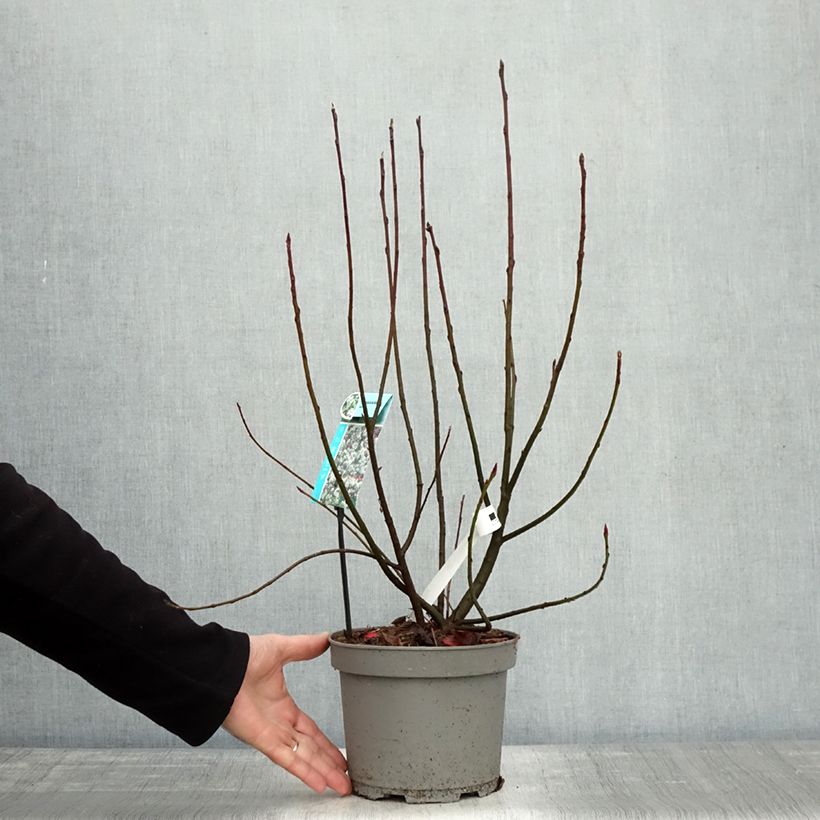 Example of Amelanchier spicata - Ährige Felsenbirne Topf mit 3L/4L as you get in automne