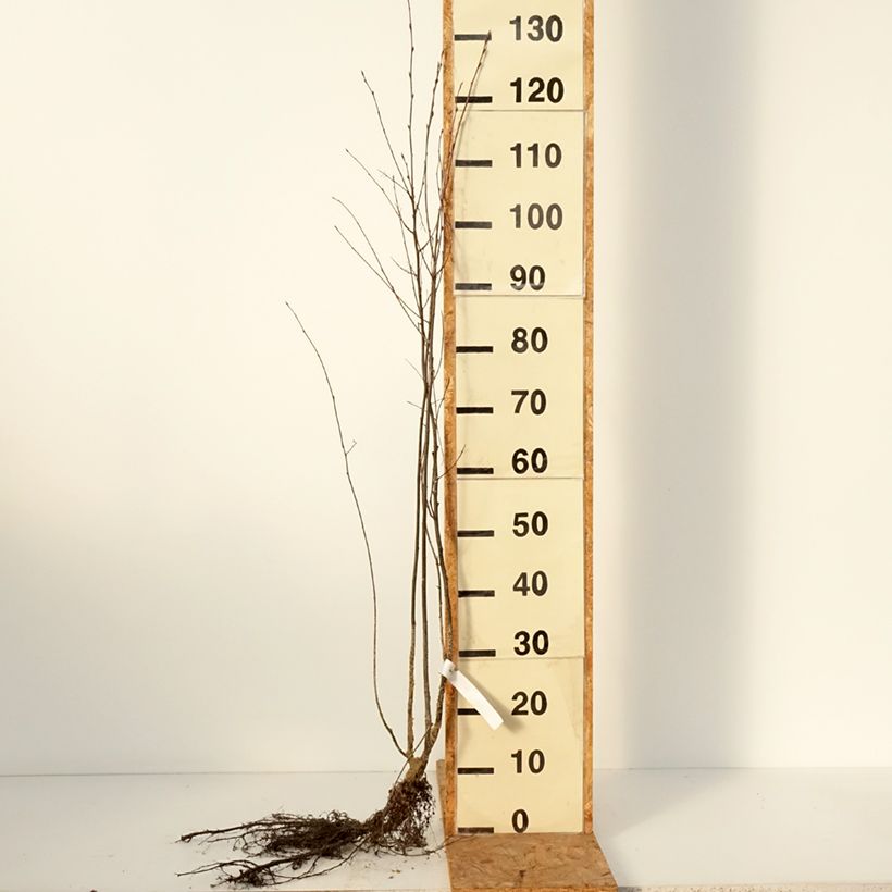 Exemplar von Amelanchier spicata - Ährige Felsenbirne Wurzelnackt wie im Winter geliefert