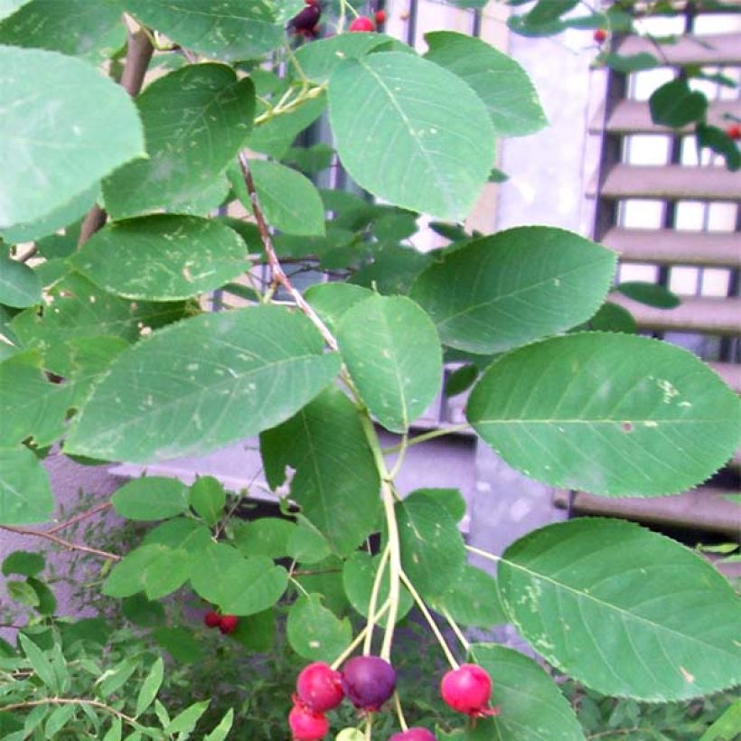 Amelanchier lamarckii - Kanadische Felsenbirne (Foliage)