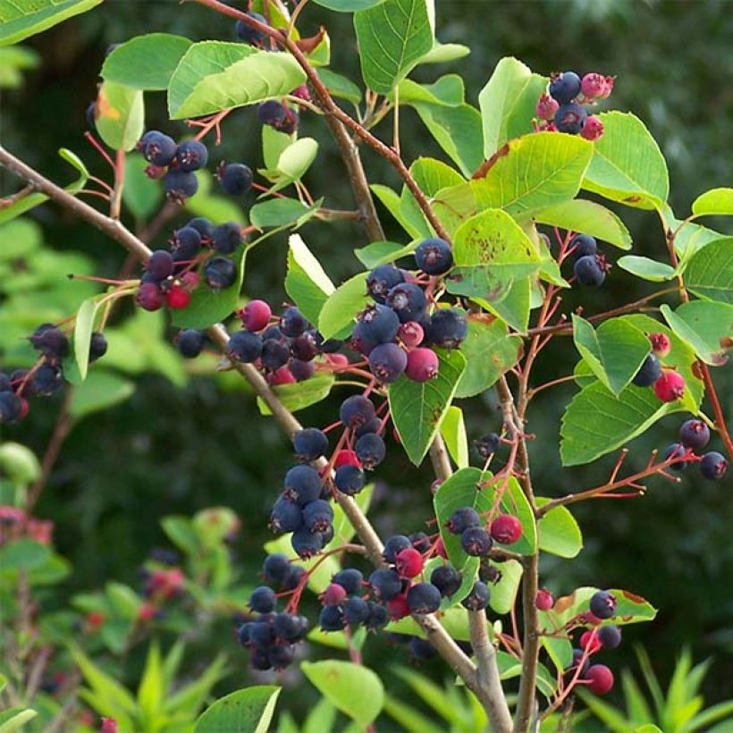 Amelanchier lamarckii - Kanadische Felsenbirne (Harvest)