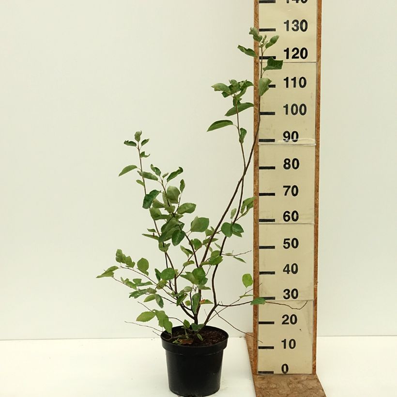 Exemplar von Amelanchier lamarckii - Kanadische Felsenbirne Topf mit 7,5L/10L wie im Sommer geliefert