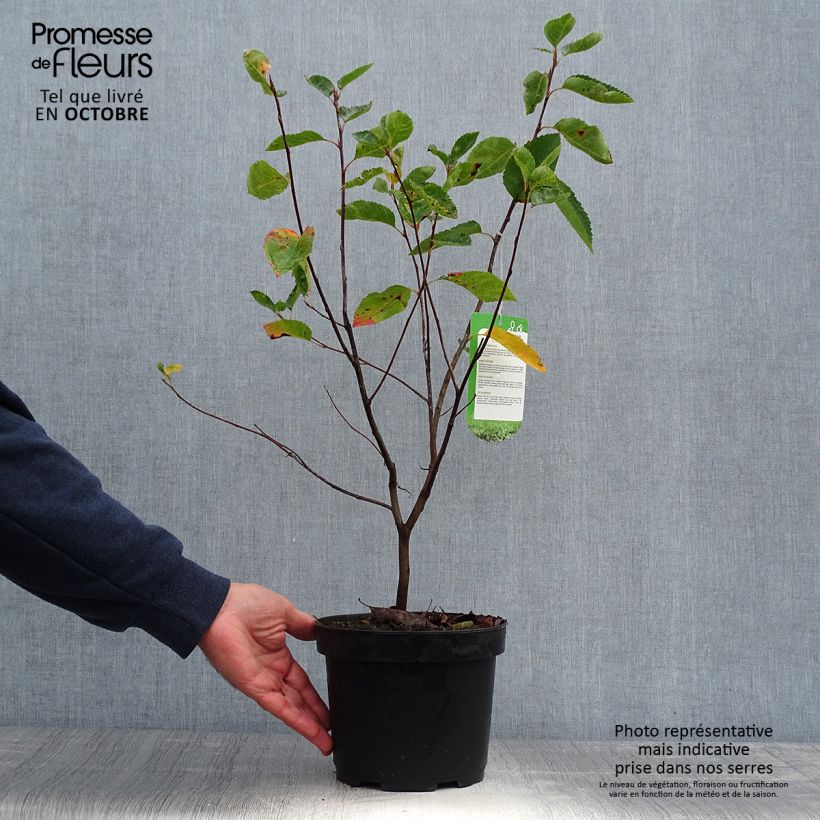 Example of Amelanchier lamarckii - Kanadische Felsenbirne Topf mit 3L/4L as you get in automne