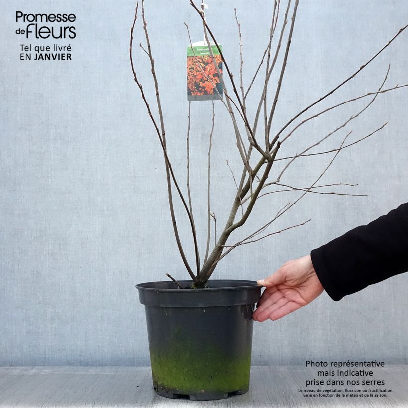Example of Amelanchier lamarckii - Kanadische Felsenbirne Topf mit 7,5L/10L as you get in hiver