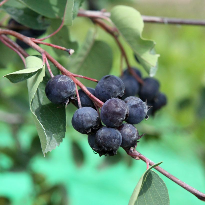 Erlenblättrige Felsenbirne - Amelanchier alnifolia (Harvest)