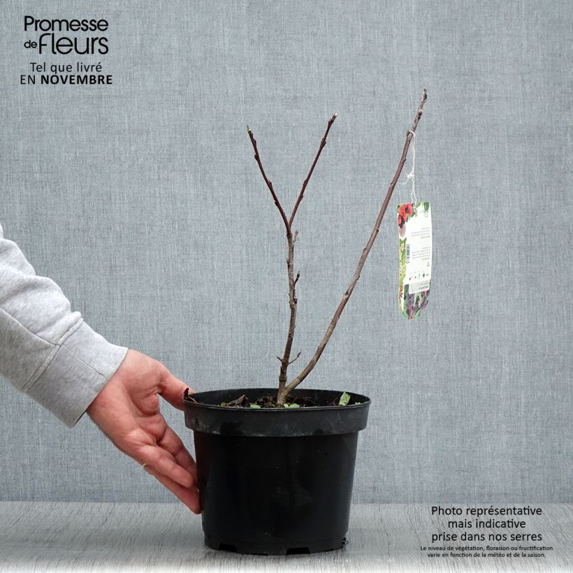 Example of Amelanchier alnifolia Smoky - Erlenblättrige Felsenbirne Topf mit 2L/3L as you get in automne