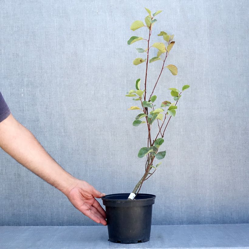 Exemplar von Amelanchier alnifolia Smoky - Erlenblättrige Felsenbirne Topf mit 2L/3L wie im Sommer geliefert