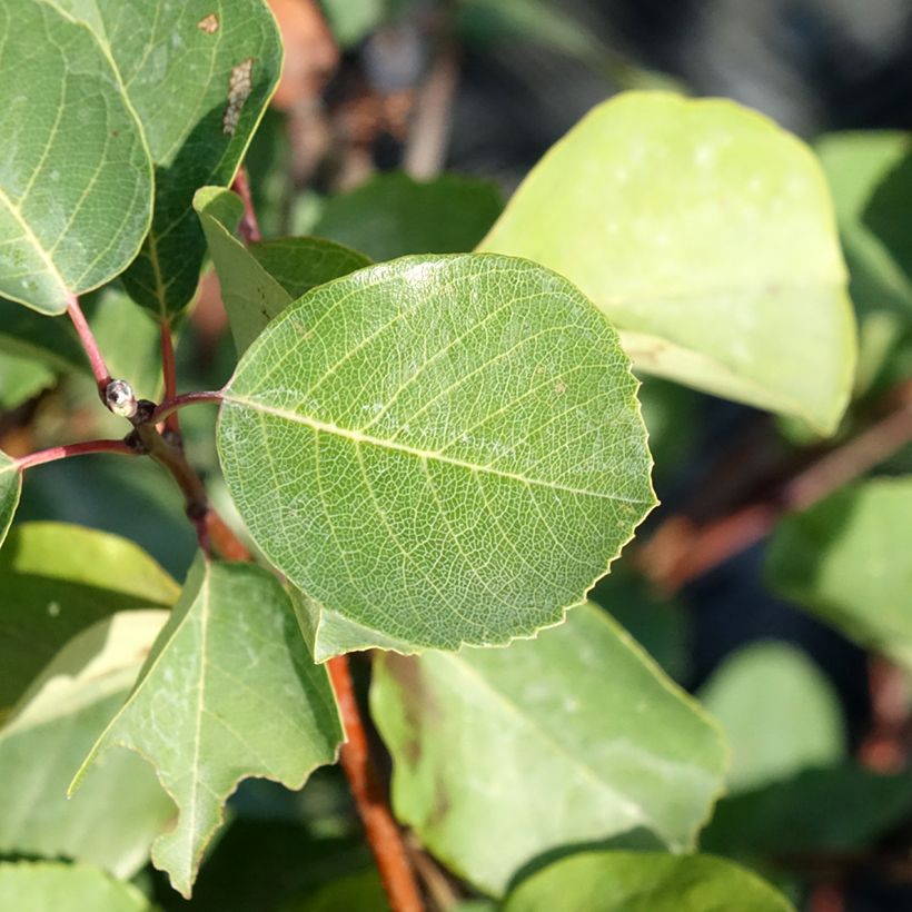 Amelanchier alnifolia Smoky - Erlenblättrige Felsenbirne (Foliage)