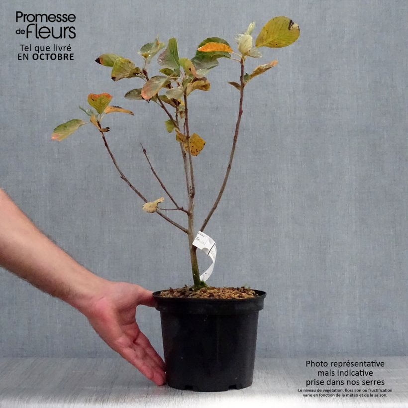 Example of Amelanchier alnifolia Thiessen - Erlenblättrige Felsenbirne Topf mit 2L/3L as you get in automne