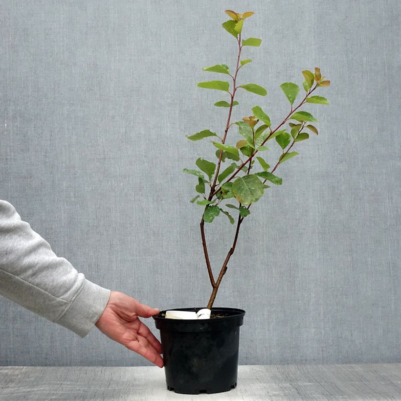 Exemplar von Amelanchier alnifolia Thiessen - Erlenblättrige Felsenbirne Topf mit 2L/3L wie im Sommer geliefert