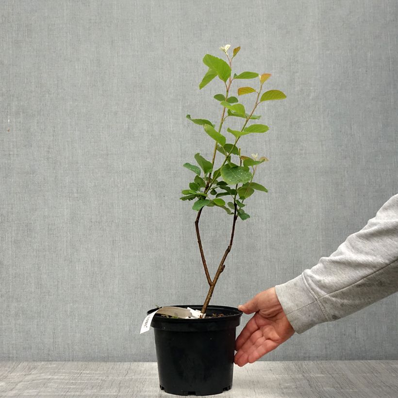 Exemplar von Amelanchier alnifolia Thiessen - Erlenblättrige Felsenbirne Topf mit 2L/3L wie im Frühjahr geliefert