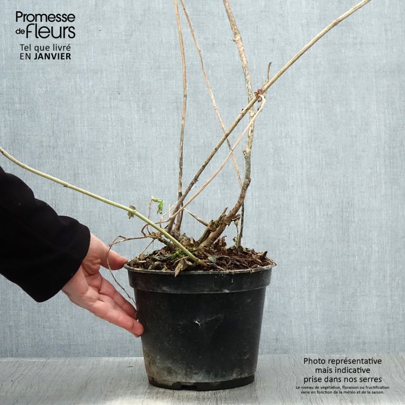 Exemplar von Amicia zygomeris - Jochblättrige Amicia Topf mit 4L/5L wie im Winter geliefert