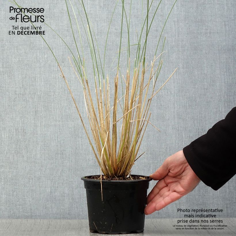 Example of Ammophila arenaria - Strandhafer Topf mit 2L/3L as you get in automne