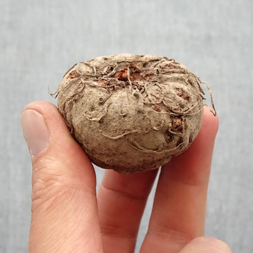 Example of Amorphophallus napalensis - Titanenwurz Zwiebel size 16+ as you get in printemps