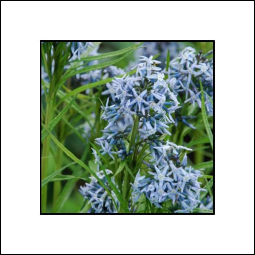 Amsonia Ernst Pagels - Amsonie (Flowering)