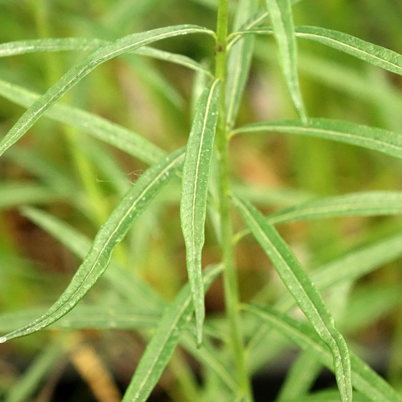 Amsonia Ernst Pagels - Amsonie (Foliage)
