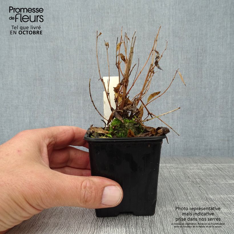 Example of Amsonia Blue Ice - Amsonie Kleine Töpfe von 8/9 cm as you get in automne