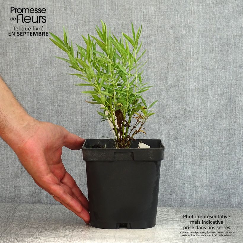 Example of Amsonia Blue Ice - Amsonie Topf mit 2L/3L as you get in ete