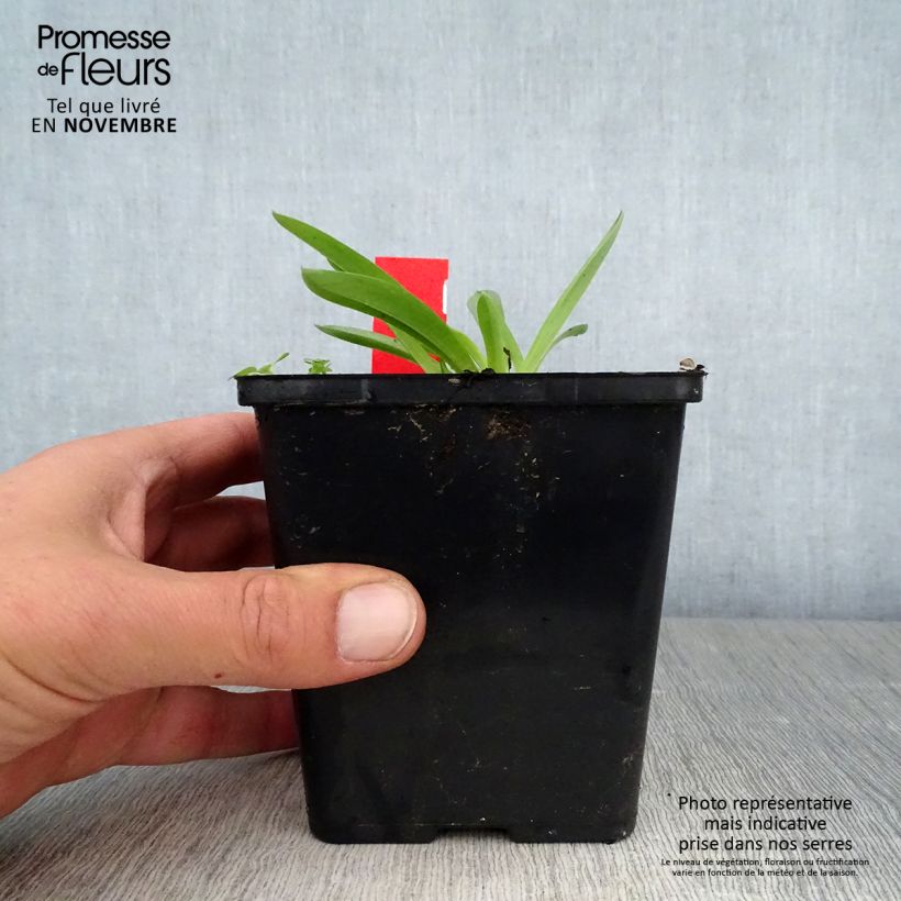 Example of Anacamptis sancta - Heiliges Knabenkraut Topf mit 1,5L/2L as you get in automne