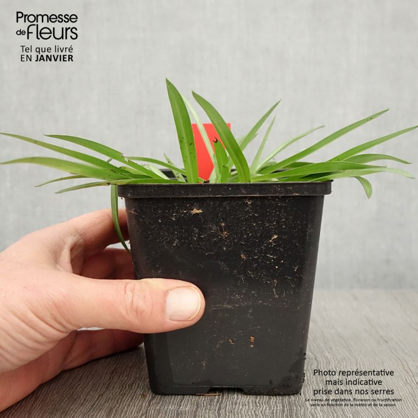 Exemplar von Anacamptis sancta - Heiliges Knabenkraut Topf mit 1,5L/2L wie im Winter geliefert