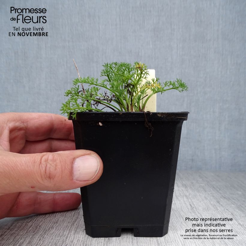 Example of Anacyclus pyrethrum var. depressus - Kreisblume Kleine Töpfe von 8/9 cm as you get in automne