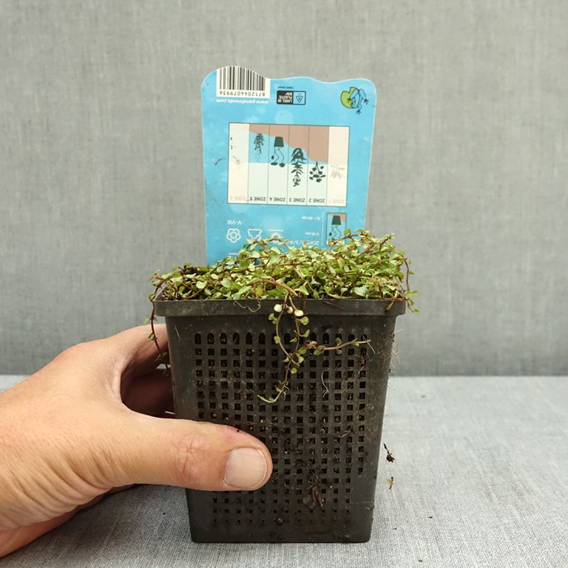 Exemplar von Anagallis tenella - Mouron délicat Pot de 1L/1,5L wie im Sommer geliefert