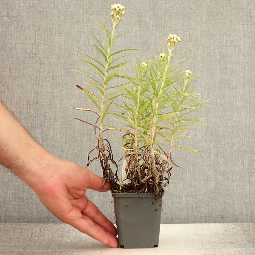 Exemplar von Anaphalis margaritacea Neuschnee - Großes Perlkörbchen Kleine Töpfe von 8/9 cm wie im Sommer geliefert