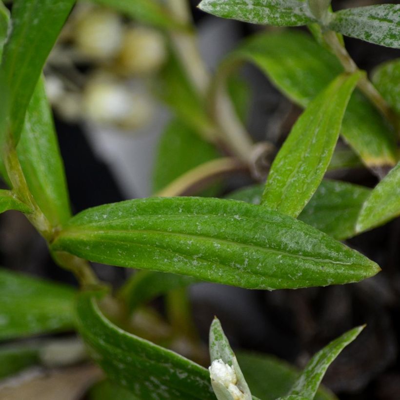 Anaphalis triplinervis - Himalaya-Perlkörbchen (Foliage)