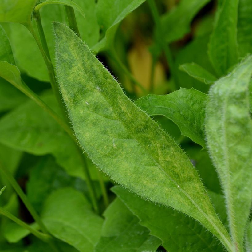 Anchusa azurea Loddon Royalist - Italienische Ochsenzunge (Foliage)