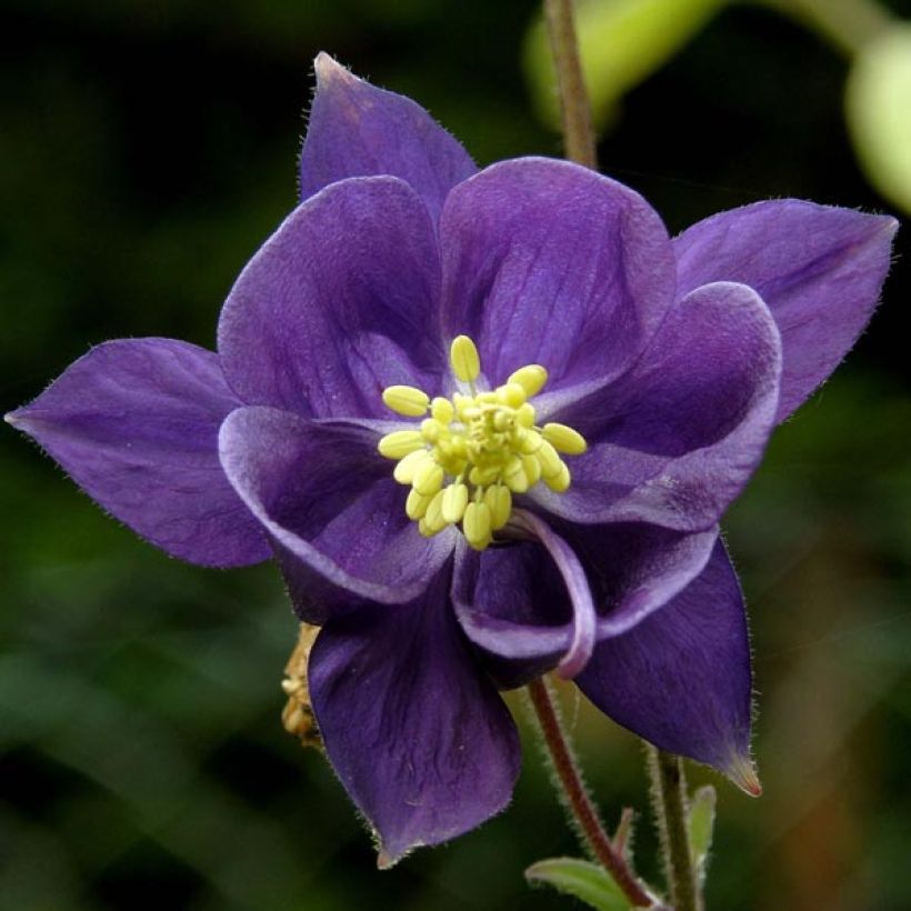 Aquilegia alpina - Alpen-Akelei (Flowering)