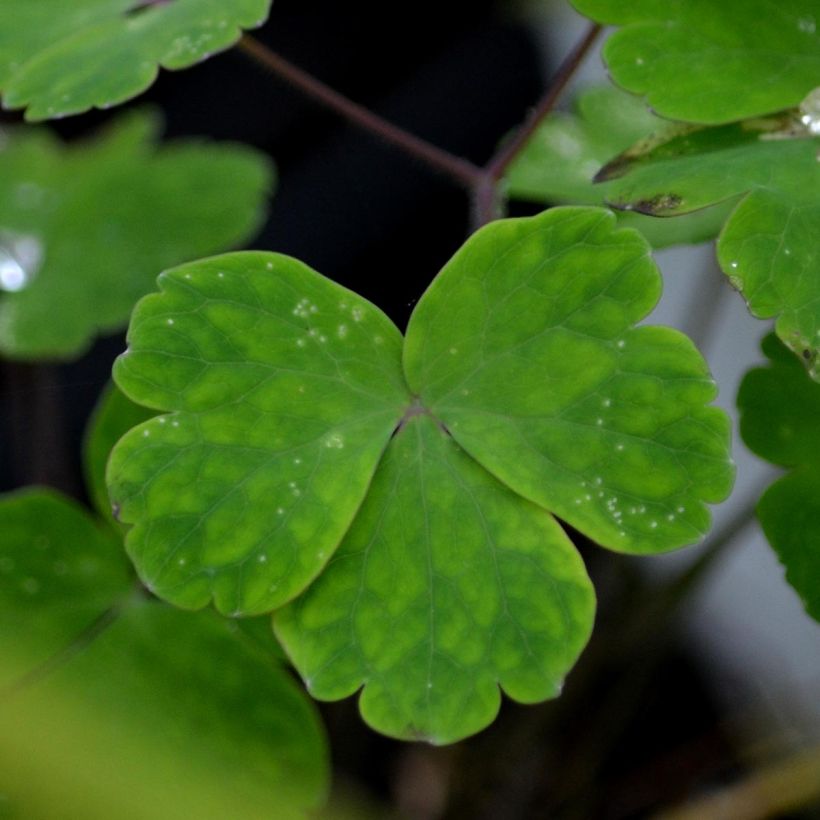 Aquilegia vulgaris - Gemeine Akelei (Foliage)