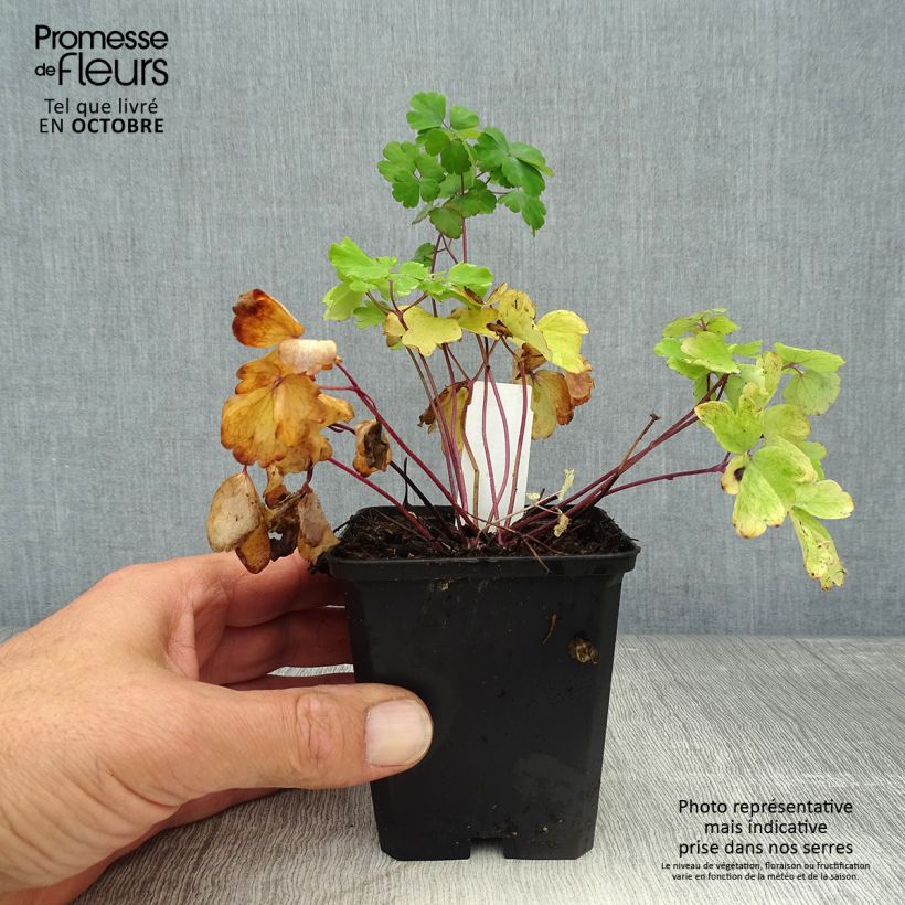 Example of Aquilegia vulgaris - Gemeine Akelei Kleine Töpfe von 8/9 cm as you get in automne
