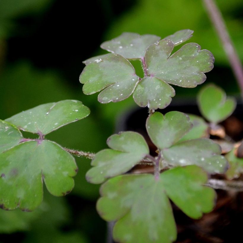 Aquilegia William Guiness - Kurzspornige Akelei (Foliage)