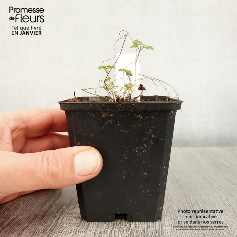 Exemplar von Aquilegia Rotstern (Crimson Star) - Langspornige Akelei Kleine Töpfe von 8/9 cm wie im Winter geliefert