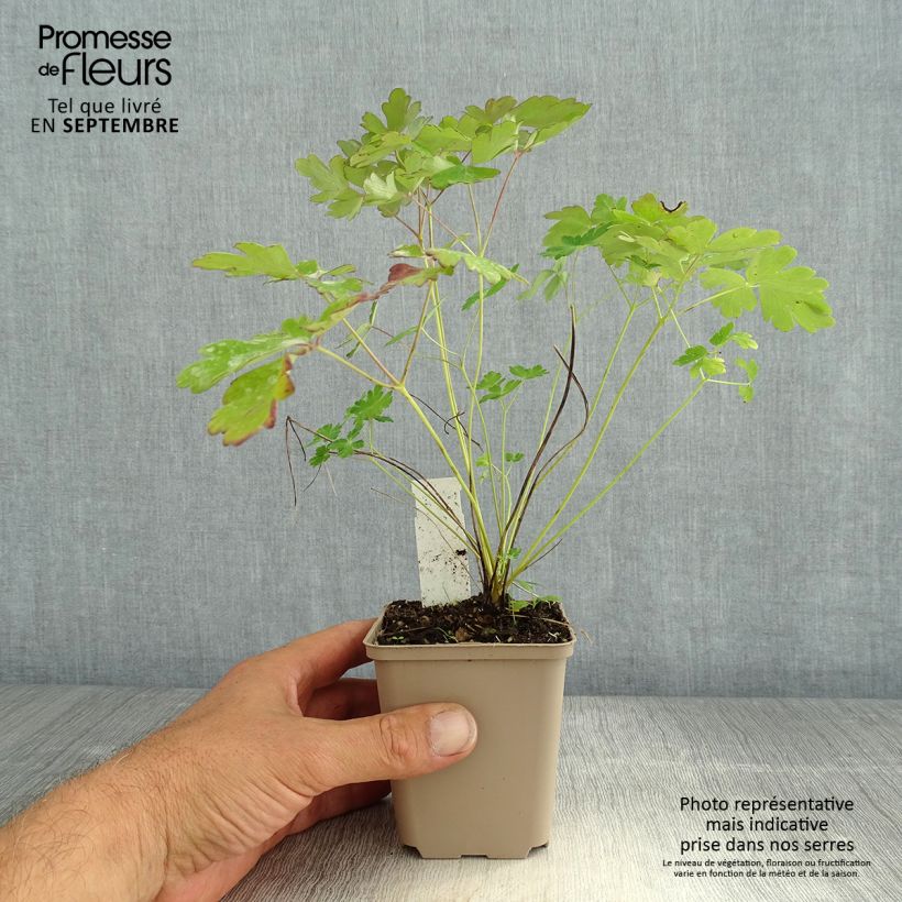 Example of Aquilegia canadensis Little Lanterns - Kanadische Akelei Kleine Töpfe von 8/9 cm as you get in ete