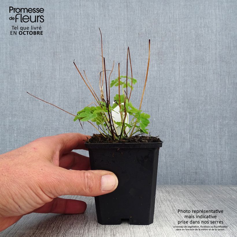 Example of Aquilegia vulgaris clematiflora Green Apples - Garten-Akelei Kleine Töpfe von 8/9 cm as you get in automne