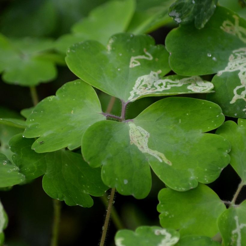 Aquilegia vulgaris var. stellata Black Barlow - Garten-Akelei (Foliage)