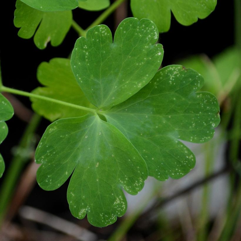 Aquilegia Nora Barlow - Gefüllte Akelei (Foliage)