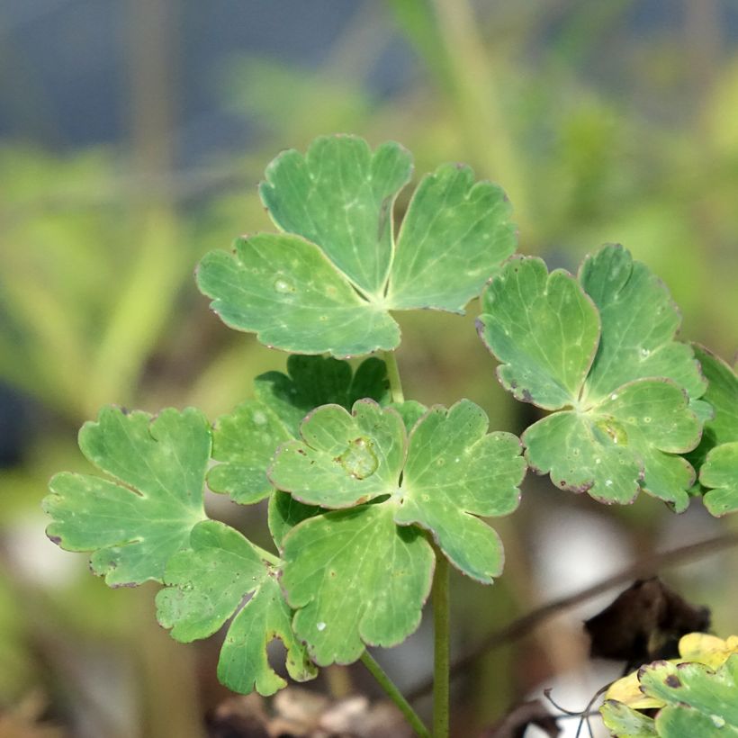 Aquilegia flabellata Cameo Blue and White - Zwerg-Akelei (Foliage)