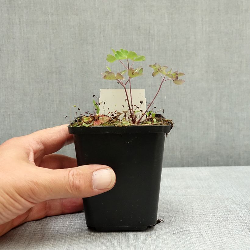 Exemplar von Aquilegia Ruby Port - Gefüllte Akelei Kleine Töpfe von 8/9 cm wie im Sommer geliefert
