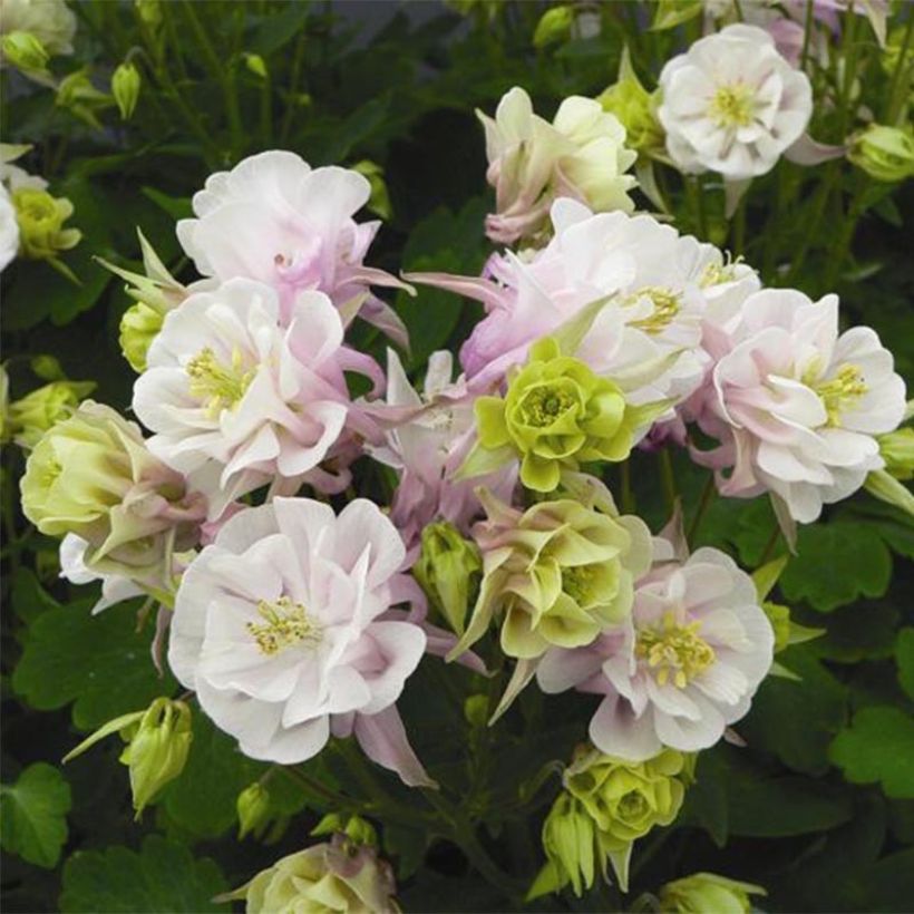 Aquilegia Winky Double Rose White - Garten-Akelei (Flowering)